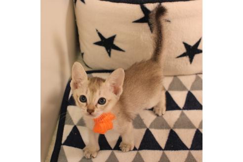 成約済の大阪府のシンガプーラ-6359の1枚目